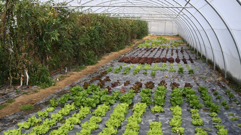 Productos ecológicos y locales